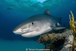 Buzzing the Reef
A tiger shark skims the top of a reef n... by Tanya Houppermans 